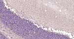 GFAP Antibody in Immunohistochemistry (Paraffin) (IHC (P))