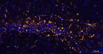 GFAP Antibody in Immunohistochemistry (Paraffin) (IHC (P))