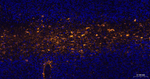 GFAP Antibody in Immunohistochemistry (Paraffin) (IHC (P))