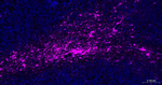 GFAP Recombinant Rabbit Monoclonal Antibody (6G1)