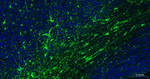 GFAP Antibody in Immunohistochemistry (Paraffin) (IHC (P))