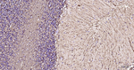 GFAP Antibody in Immunohistochemistry (Paraffin) (IHC (P))