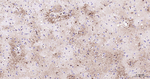 GFAP Antibody in Immunohistochemistry (Paraffin) (IHC (P))
