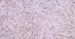 GFAP Antibody in Immunohistochemistry (Paraffin) (IHC (P))