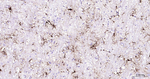 GFAP Antibody in Immunohistochemistry (Paraffin) (IHC (P))