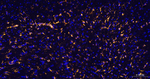 GFAP Antibody in Immunohistochemistry (Paraffin) (IHC (P))