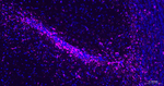 GFAP Antibody in Immunohistochemistry (Paraffin) (IHC (P))