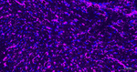 GFAP Antibody in Immunohistochemistry (Paraffin) (IHC (P))