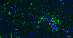 GFAP Antibody in Immunohistochemistry (Paraffin) (IHC (P))