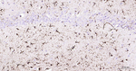 GFAP Antibody in Immunohistochemistry (Paraffin) (IHC (P))