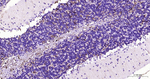 GFAP Antibody in Immunohistochemistry (Paraffin) (IHC (P))