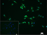 alpha Synuclein Monoclonal Antibody (5E11)