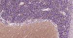 alpha Synuclein Antibody in Immunohistochemistry (Paraffin) (IHC (P))