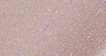 alpha Synuclein Antibody in Immunohistochemistry (Paraffin) (IHC (P))