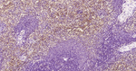 alpha Synuclein Antibody in Immunohistochemistry (Paraffin) (IHC (P))