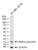 alpha Synuclein Antibody in Western Blot (WB)