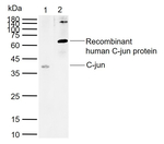 c-Jun Monoclonal Antibody (2F5)