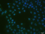 c-Jun Monoclonal Antibody (1C12)