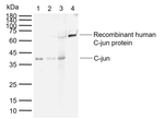 c-Jun Antibody in Western Blot (WB)