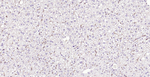 IBA1 Antibody in Immunohistochemistry (Paraffin) (IHC (P))