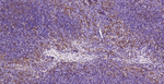 IBA1 Recombinant Rabbit Monoclonal Antibody (2C8)
