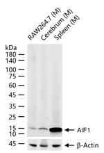 IBA1 Antibody in Western Blot (WB)