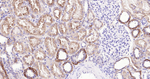 LRP2 Antibody in Immunohistochemistry (Paraffin) (IHC (P))