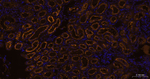 LRP2 Antibody in Immunohistochemistry (Paraffin) (IHC (P))