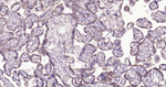 LRP2 Antibody in Immunohistochemistry (Paraffin) (IHC (P))