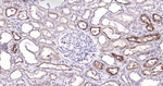 LRP2 Antibody in Immunohistochemistry (Paraffin) (IHC (P))