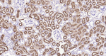 LRP2 Antibody in Immunohistochemistry (Paraffin) (IHC (P))