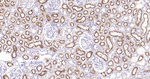 LRP2 Antibody in Immunohistochemistry (Paraffin) (IHC (P))