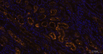 LRP2 Antibody in Immunohistochemistry (Paraffin) (IHC (P))