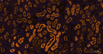 LRP2 Antibody in Immunohistochemistry (Paraffin) (IHC (P))