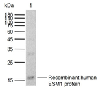 Endocan Monoclonal Antibody (1A2)