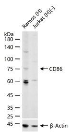 CD86 Antibody in Western Blot (WB)