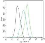 ZO-1 Antibody in Flow Cytometry (Flow)