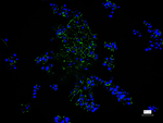 ZO-1 Recombinant Rabbit Monoclonal Antibody (9E12)