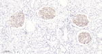 ZO-1 Antibody in Immunohistochemistry (Paraffin) (IHC (P))