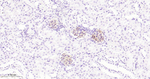 ZO-1 Antibody in Immunohistochemistry (Paraffin) (IHC (P))
