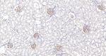 ZO-1 Antibody in Immunohistochemistry (Paraffin) (IHC (P))