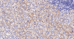 ZO-1 Antibody in Immunohistochemistry (Paraffin) (IHC (P))