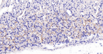ZO-1 Antibody in Immunohistochemistry (Paraffin) (IHC (P))