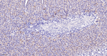ZO-1 Antibody in Immunohistochemistry (Paraffin) (IHC (P))