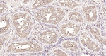 MYO7A Antibody in Immunohistochemistry (Paraffin) (IHC (P))