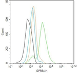 GPR84 Antibody in Flow Cytometry (Flow)