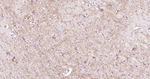 GPR84 Antibody in Immunohistochemistry (Paraffin) (IHC (P))