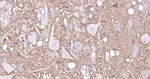 GPR84 Recombinant Rabbit Monoclonal Antibody (8H14)