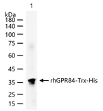 GPR84 Antibody in Western Blot (WB)
