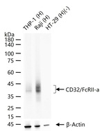 FCGR2A Monoclonal Antibody (10H2)